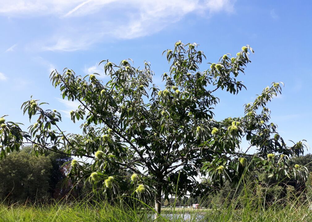 Answer: Tree #2